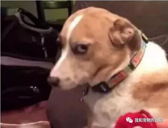 狗狗犯错后的表情 柴犬是奸笑 泰迪笑的渗人 而二哈最无耻!