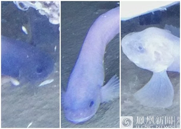 7千米深海现新种鱼 可像蜘蛛一样爬行