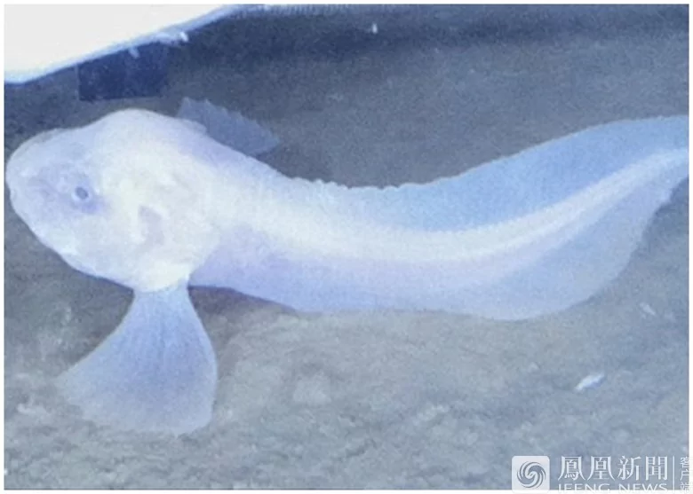 7千米深海现新种鱼 可像蜘蛛一样爬行