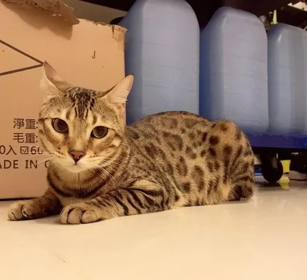 猫猫看卡通” 小主人玩猫咪的玩具 女主人超傻眼:怎么互换了?