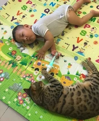猫猫看卡通” 小主人玩猫咪的玩具 女主人超傻眼:怎么互换了?