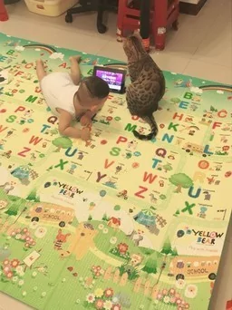 猫猫看卡通” 小主人玩猫咪的玩具 女主人超傻眼:怎么互换了?
