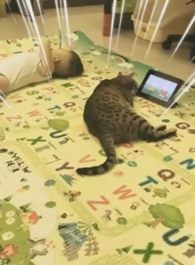 猫猫看卡通” 小主人玩猫咪的玩具 女主人超傻眼:怎么互换了?
