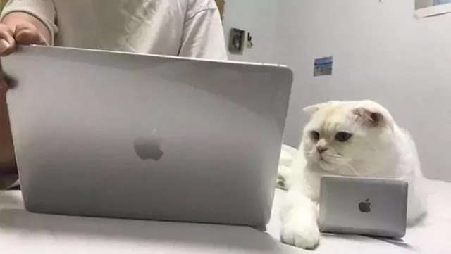 猫咪抢键盘!主人帮它买了“专用小电脑” 它却一脸嫌弃:你的比我的大!