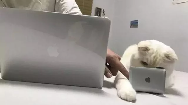 猫咪抢键盘!主人帮它买了“专用小电脑” 它却一脸嫌弃:你的比我的大!