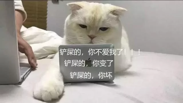 猫咪抢键盘!主人帮它买了“专用小电脑” 它却一脸嫌弃:你的比我的大!