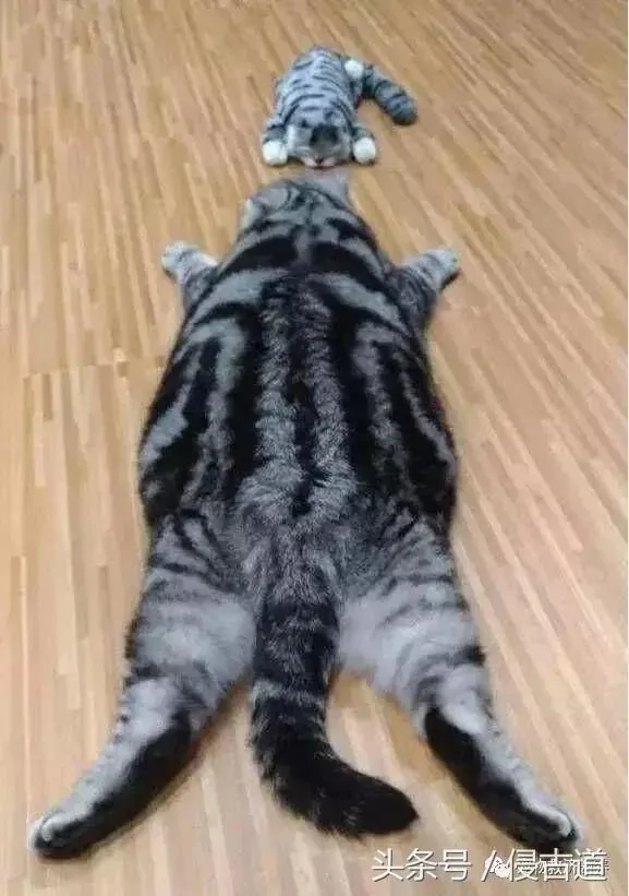 买了个猫娃娃送给猫咪 结果猫咪做出的反应 让主人笑到肚子痛!