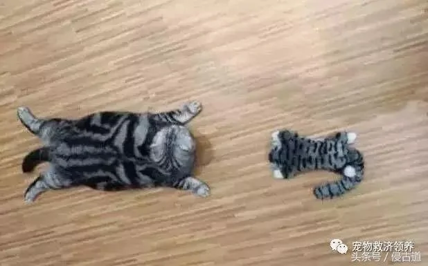 买了个猫娃娃送给猫咪 结果猫咪做出的反应 让主人笑到肚子痛!