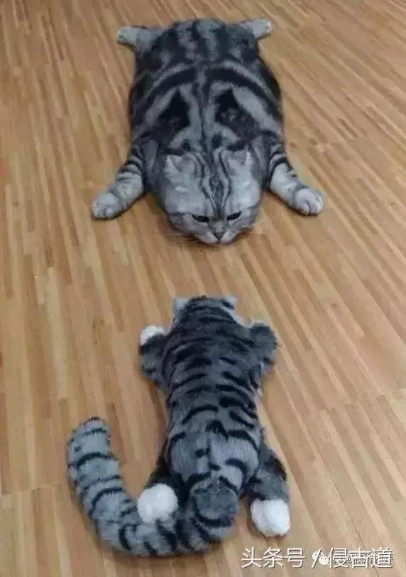 买了个猫娃娃送给猫咪 结果猫咪做出的反应 让主人笑到肚子痛!