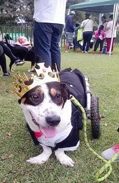 狗狗被前主人恶意捆绑丢在捷运站 等了好几周才有人愿意帮助它!