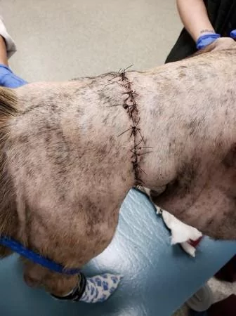 鞋带绑死浪汪脖子 整颗头胀成球 半年了竟没人救它!