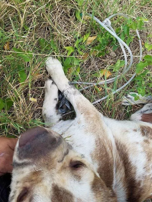 狗狗四肢和嘴巴被绑紧丢路边等死 被发现时却露出最甜蜜的笑容!
