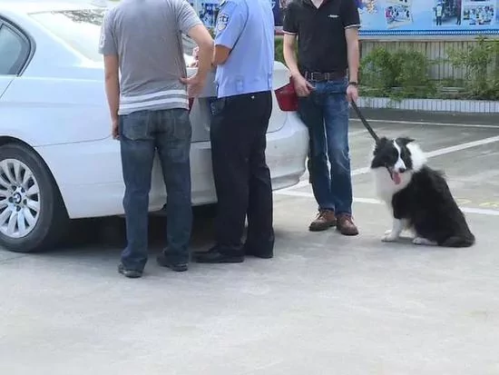 男子开宝马“花式遛狗” 引起交警注意被罚款!