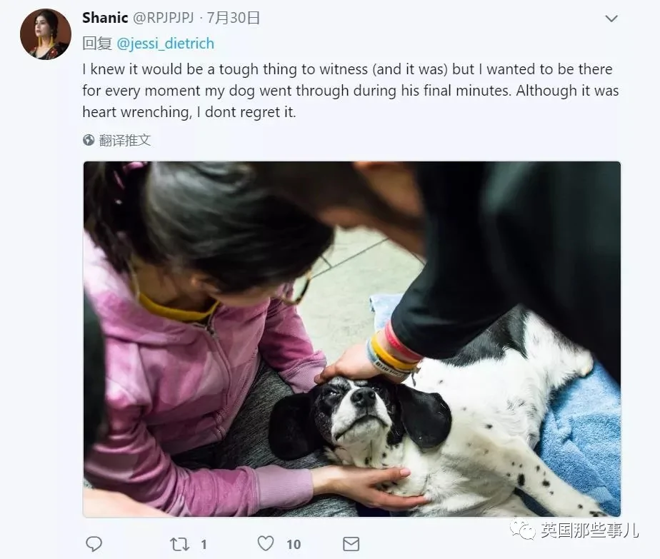 宠物接受安乐死前疯狂四处张望 在找最爱铲屎官啊!