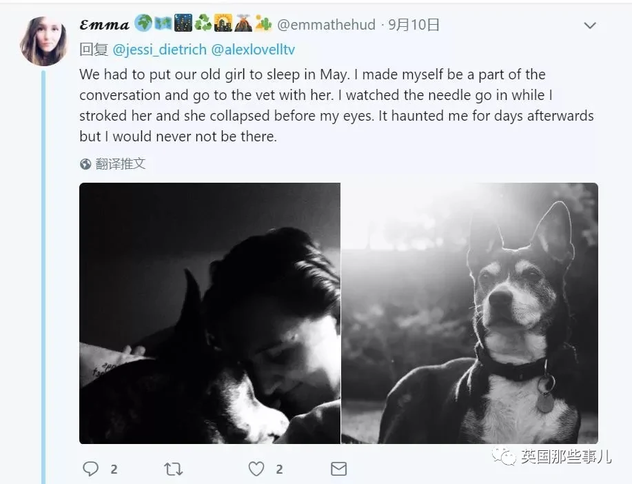 宠物接受安乐死前疯狂四处张望 在找最爱铲屎官啊!