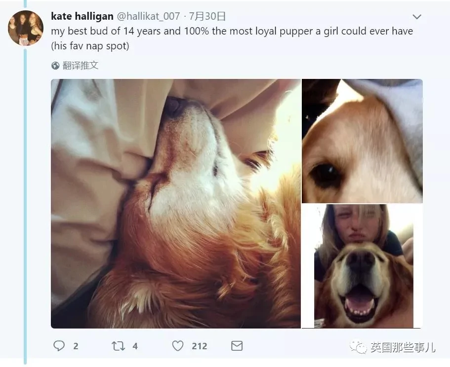 宠物接受安乐死前疯狂四处张望 在找最爱铲屎官啊!
