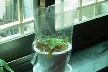 给花套个塑料袋 2天就能蹿一截 越长越壮实!
