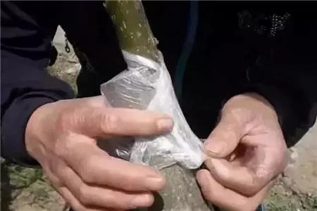 给花套个塑料袋 2天就能蹿一截 越长越壮实!