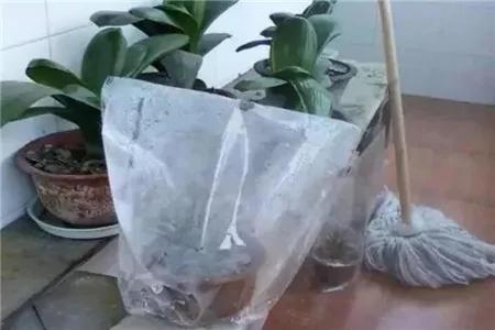 给花套个塑料袋 2天就能蹿一截 越长越壮实!