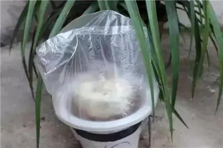 给花套个塑料袋 2天就能蹿一截 越长越壮实!