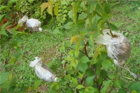 给花套个塑料袋 2天就能蹿一截 越长越壮实!