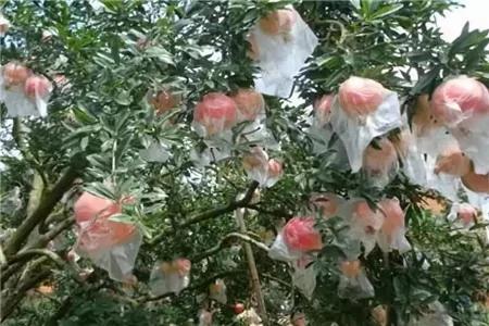 给花套个塑料袋 2天就能蹿一截 越长越壮实!