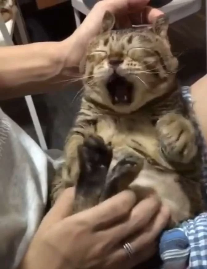猫皇被主人弄出“兔耳”超不爽 生气抗议:人家不是兔子 好嘛!
