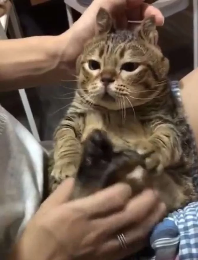 猫皇被主人弄出“兔耳”超不爽 生气抗议:人家不是兔子 好嘛!