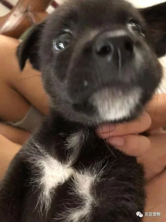 流浪小奶狗饿的嗷嗷叫 小哥一次性买了三百斤狗粮:使劲吃吧!