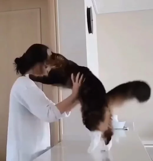猫咪“变身口香糖” 黏黏的紧抱主人磨蹭:就是不让你走!