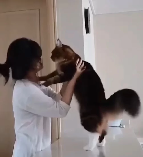 猫咪“变身口香糖” 黏黏的紧抱主人磨蹭:就是不让你走!