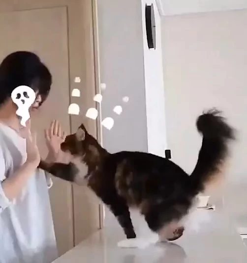 猫咪“变身口香糖” 黏黏的紧抱主人磨蹭:就是不让你走!
