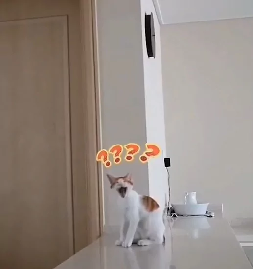 猫咪“变身口香糖” 黏黏的紧抱主人磨蹭:就是不让你走!