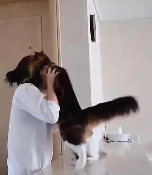 猫咪“变身口香糖” 黏黏的紧抱主人磨蹭:就是不让你走!