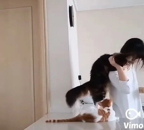猫咪“变身口香糖” 黏黏的紧抱主人磨蹭:就是不让你走!