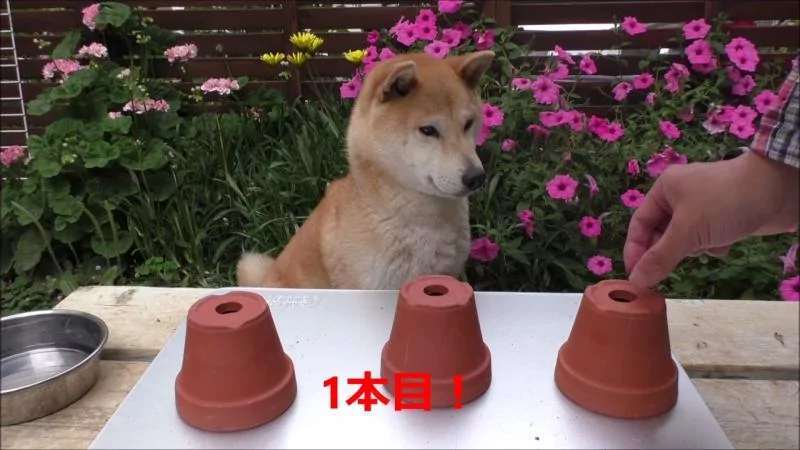 藏狗粮测试柴柴智商 主人发现它呆笨到没药医!