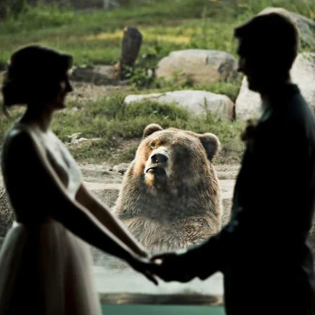 新人動物園辦婚禮 熊的表情一言難盡
