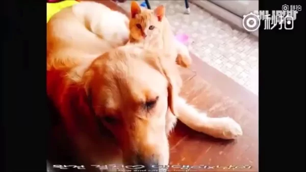 猫咪和狗狗的友情深厚 是因为它们在对的时候相遇 所以感情才会那么好!