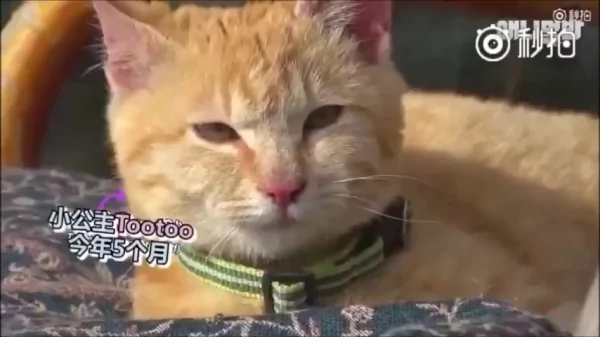 猫咪和狗狗的友情深厚 是因为它们在对的时候相遇 所以感情才会那么好!