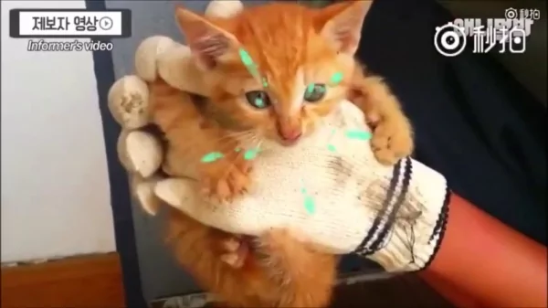 猫咪和狗狗的友情深厚 是因为它们在对的时候相遇 所以感情才会那么好!