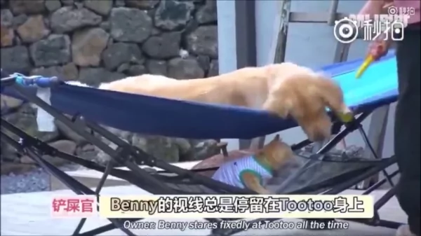猫咪和狗狗的友情深厚 是因为它们在对的时候相遇 所以感情才会那么好!