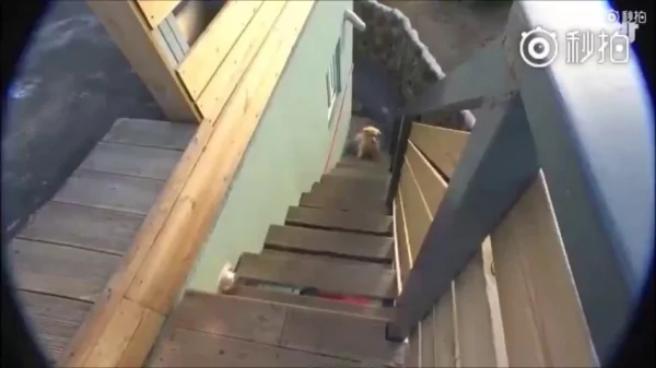 猫咪和狗狗的友情深厚 是因为它们在对的时候相遇 所以感情才会那么好!