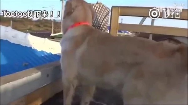 猫咪和狗狗的友情深厚 是因为它们在对的时候相遇 所以感情才会那么好!