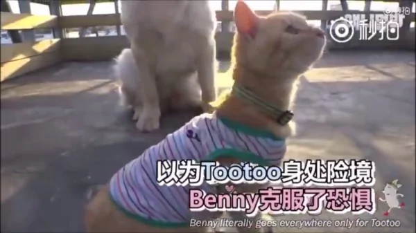 猫咪和狗狗的友情深厚 是因为它们在对的时候相遇 所以感情才会那么好!