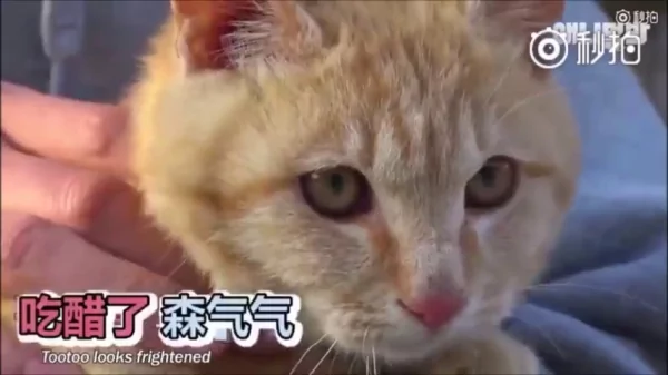 猫咪和狗狗的友情深厚 是因为它们在对的时候相遇 所以感情才会那么好!