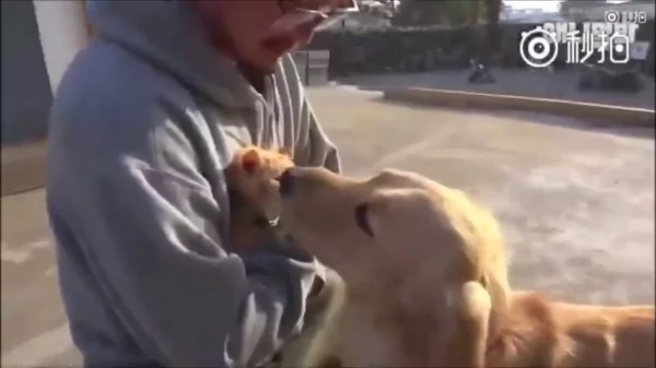 猫咪和狗狗的友情深厚 是因为它们在对的时候相遇 所以感情才会那么好!