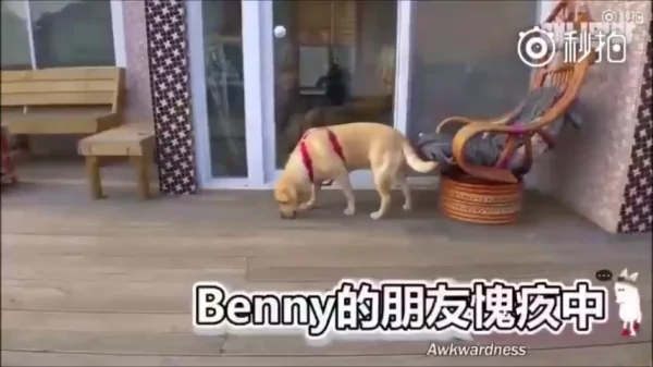 猫咪和狗狗的友情深厚 是因为它们在对的时候相遇 所以感情才会那么好!
