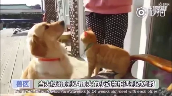 猫咪和狗狗的友情深厚 是因为它们在对的时候相遇 所以感情才会那么好!
