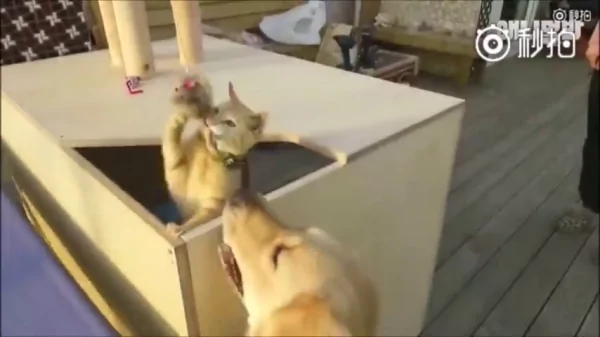 猫咪和狗狗的友情深厚 是因为它们在对的时候相遇 所以感情才会那么好!