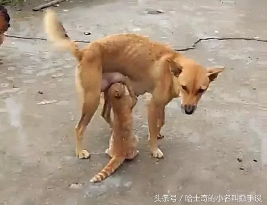 橘猫追着狗妈妈吃奶 遇上这么一只赖皮猫 狗妈妈很无奈!